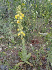 Verbascum densiflorum