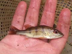 Cichla ocellaris