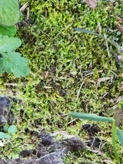 Selaginella apoda