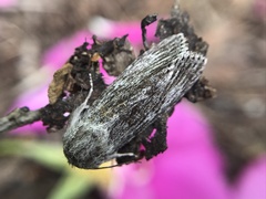 Acronicta lanceolaria