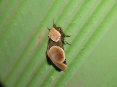 Bellonina guasca