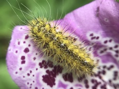 Acronicta lanceolaria