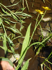 Ranunculus flammula