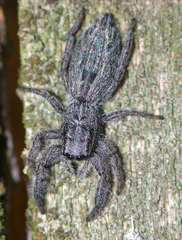 Holoplatys apressus