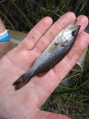 Micropterus floridanus