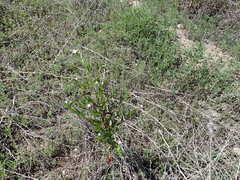 Epilobium tetragonum
