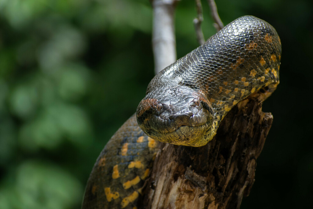 Anaconda (Eunectes) photographed in the wild