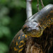 Anacondas - Photo (c) David Torres, some rights reserved (CC BY-NC), uploaded by David Torres