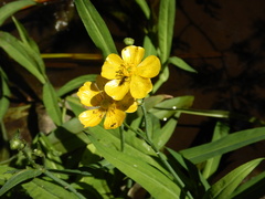 Ranunculus flammula
