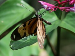 Heliconius
