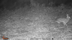 Sylvilagus floridanus