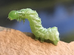 Chrysanympha formosa