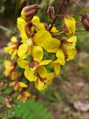 Hultholia mimosoides