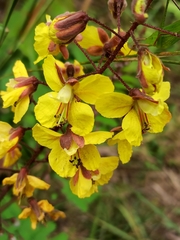 Hultholia mimosoides