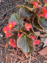 Begonia