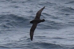 Procellaria aequinoctialis