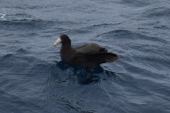 Macronectes giganteus