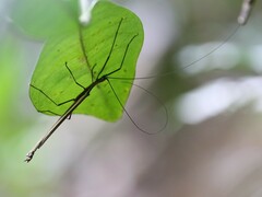 Paraphasma sooretama