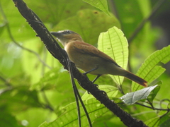 Pachyramphus cinnamomeus