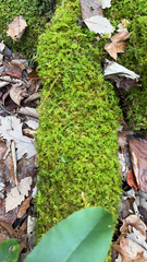 Thuidium delicatulum