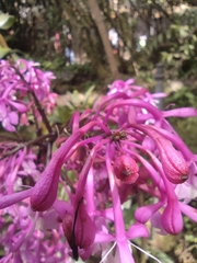Centranthus longiflorus