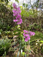 Centranthus longiflorus
