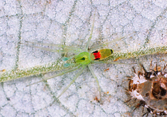 Dictynidae