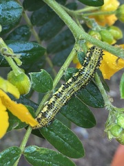 Phoebis philea philea