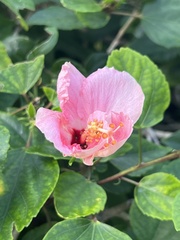 Hibiscus