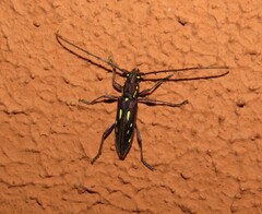 Ambonus distinctus