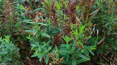 Hypericum adpressum