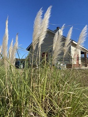 Cortaderia selloana