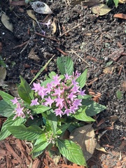 Pentas lanceolata