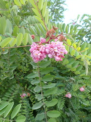 Robinia viscosa