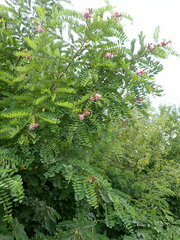 Robinia viscosa