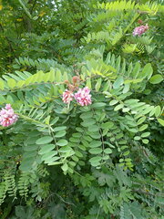 Robinia viscosa
