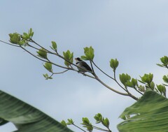 Arremon flavirostris