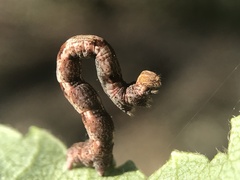 Cyclophora pendulinaria