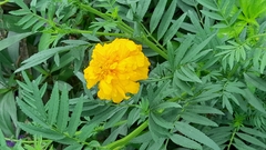 Tagetes erecta
