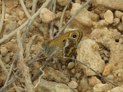 Coenonympha dorus