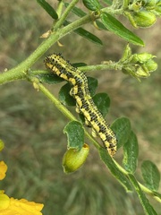 Phoebis philea philea