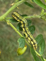 Phoebis philea philea