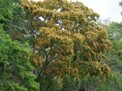Pterocarpus violaceus