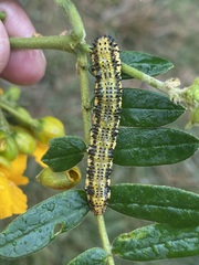 Phoebis philea philea