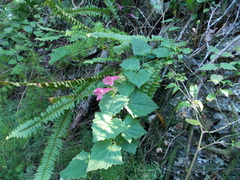 Lophospermum erubescens