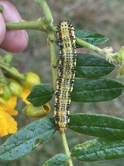 Phoebis philea philea