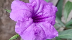 Ruellia simplex