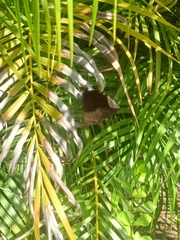 Elymnias hypermnestra