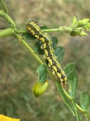 Phoebis philea philea