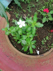 Catharanthus roseus roseus